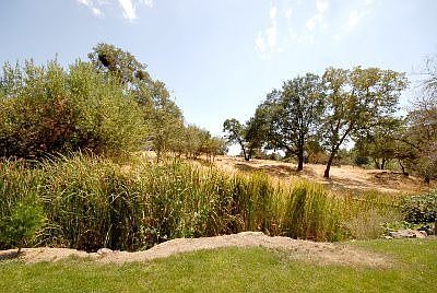 Backyard view