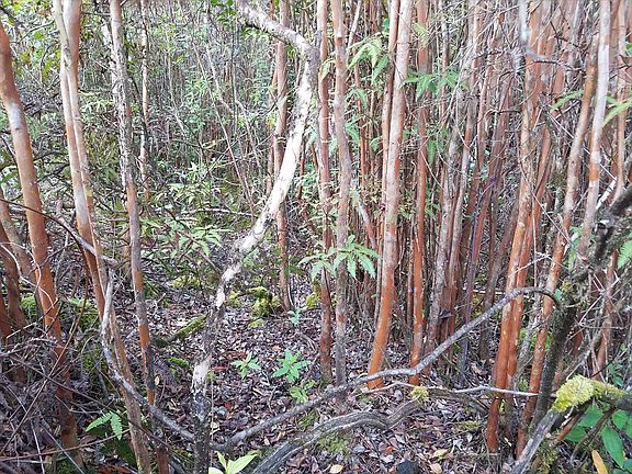 5th image of Road 10 Poouli Lot 5835