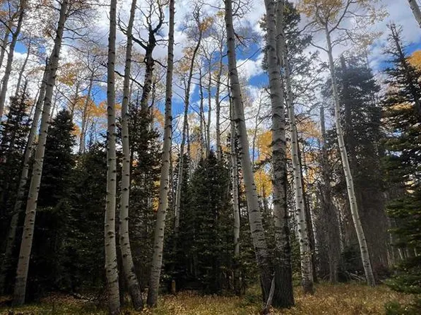 185 Aspen Trail, Cimarron, CO 81220