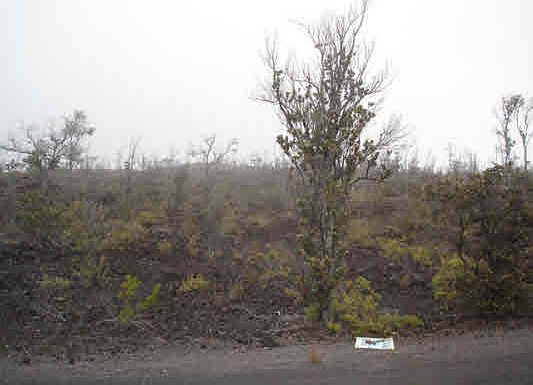 2nd image of Island Blvd Lot 35