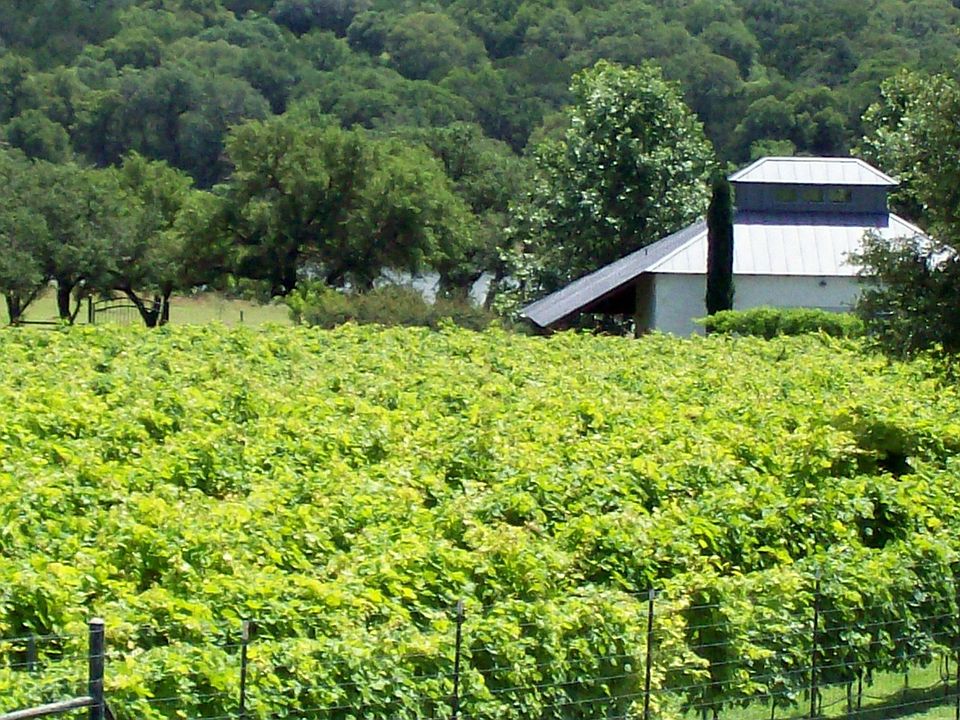 Beautiful vineyard view