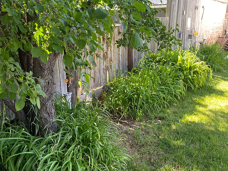 Back yard.