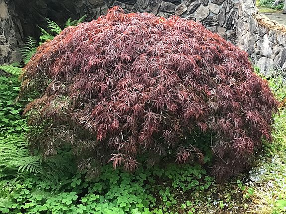 Front door foliage