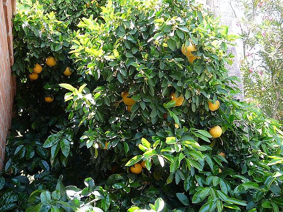 like grapefruit ?