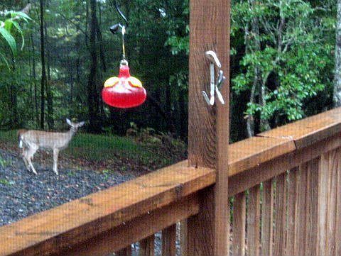 Brevard NC Rental Pisgah Forest Hendersonville Asheville Highland Brevard NC  