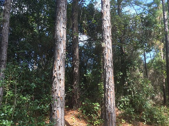 Shaded lot with many trees