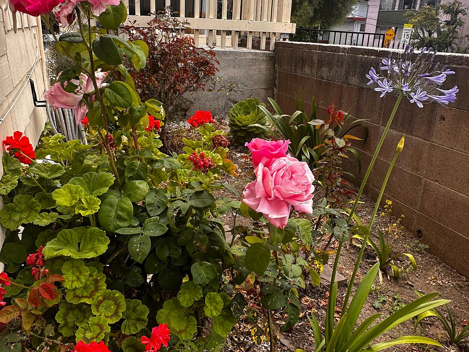 Front Yard