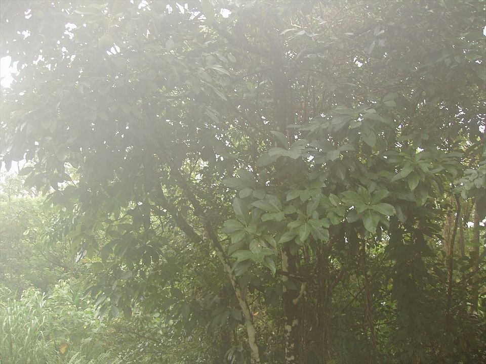 2nd image of N Hinalo St