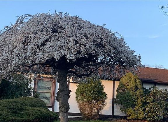 3rd image of 488 Sierra Vista Ln