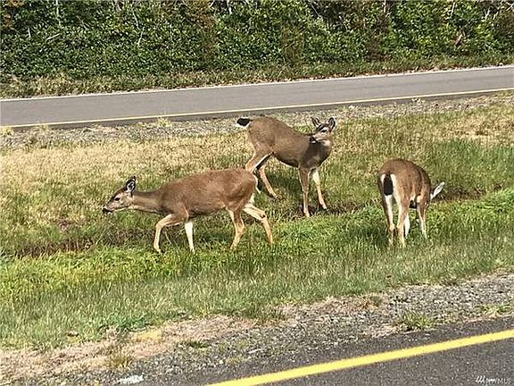 5th image of 319 Ocean Shores Blvd Nw Ocean Shores Wa #Near
