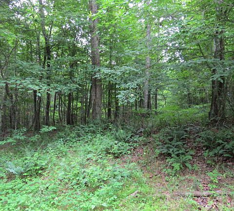 3rd image of Lot 8 Pinecrest Drive