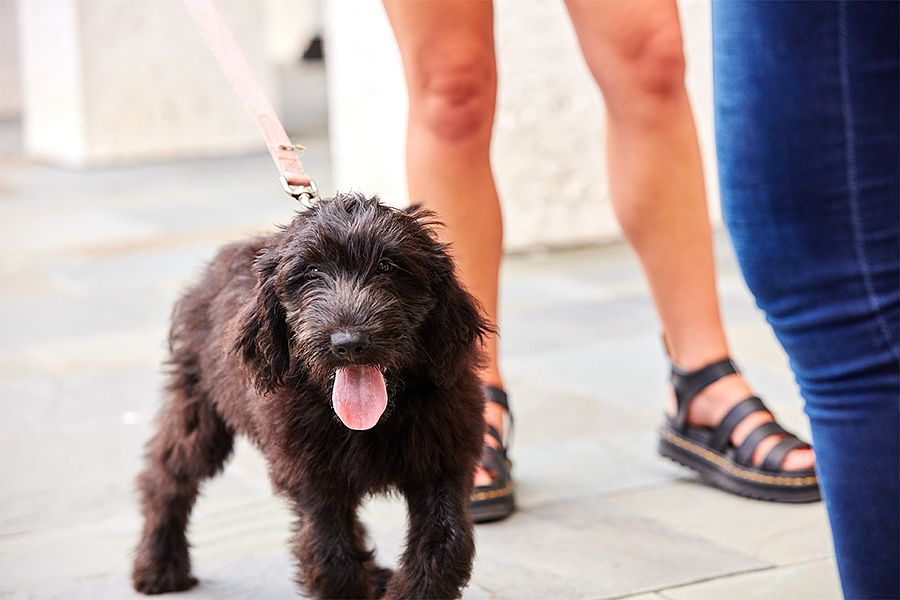 Pet-friendly community with fenced-in Dog Trot and outdoor pet wash