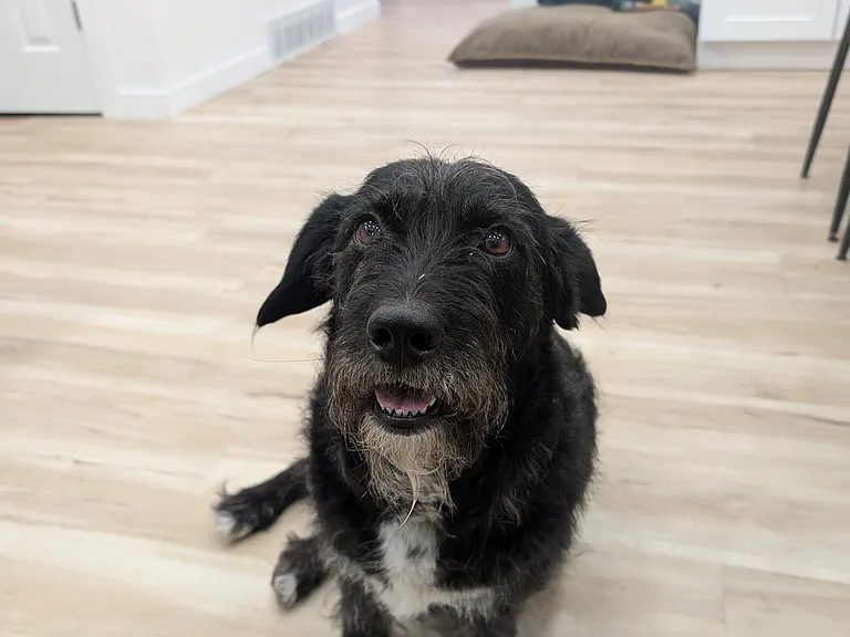 Winston