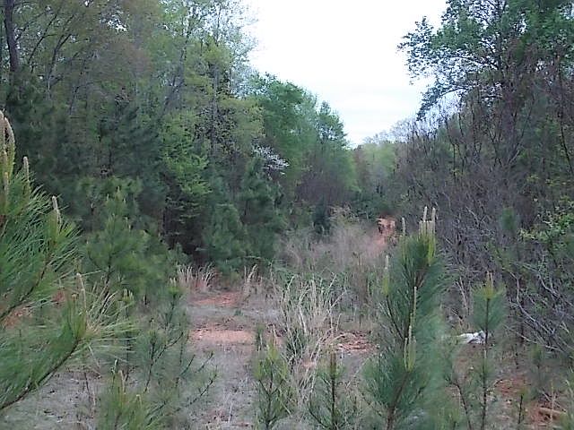 1st image of Buckhorn