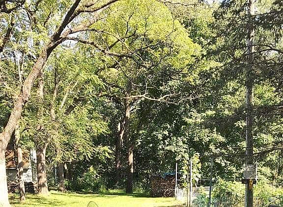 Spacious lawn & garden area