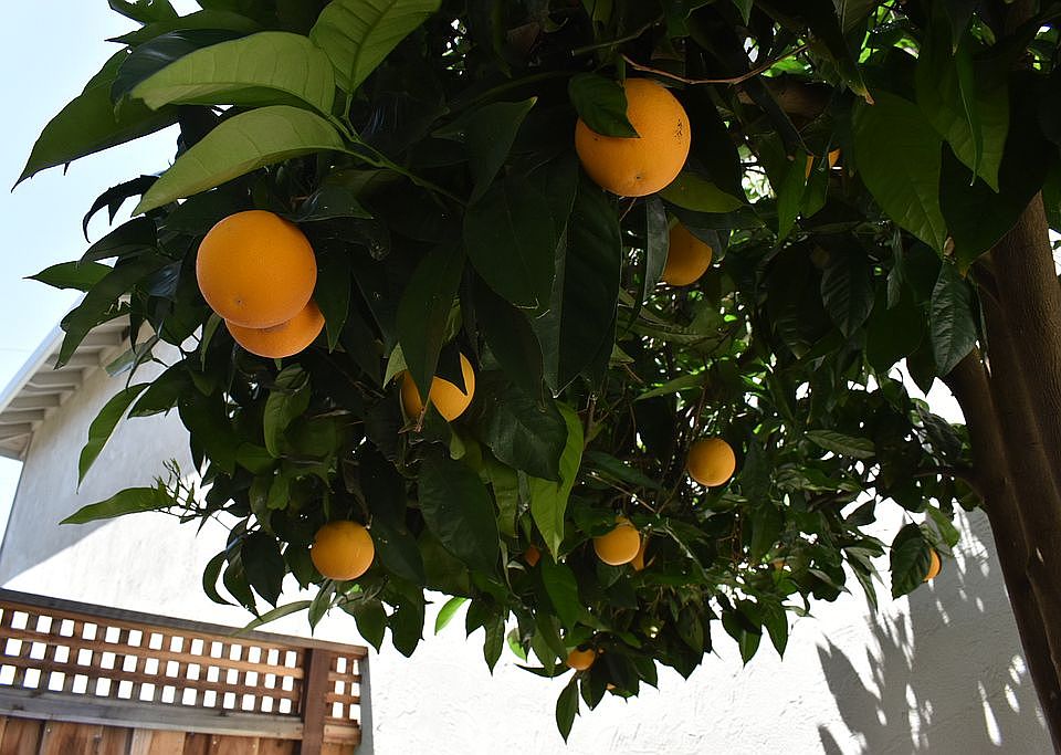 1st image of 1927 N Star Cir