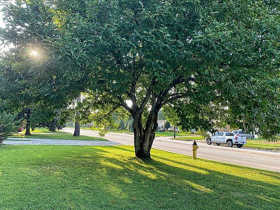 Beautiful tulip tree 