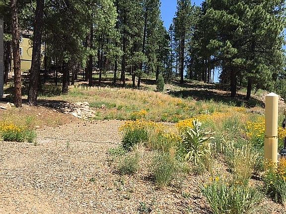 forested area behind duplex