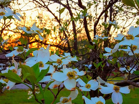 Dogwood tree in front yard