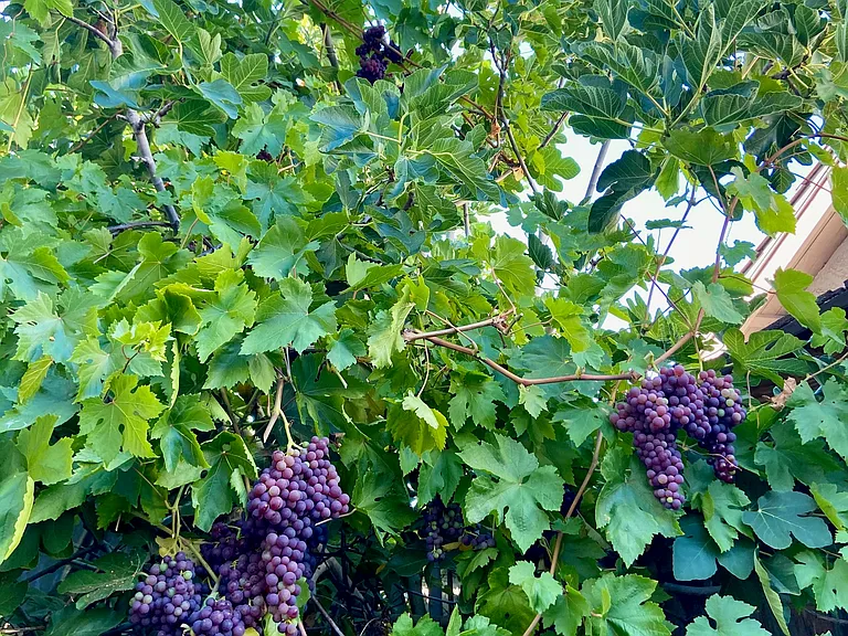 Grape tree in backyard
