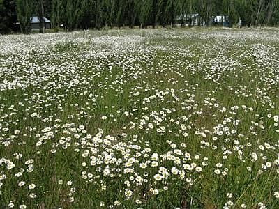More of this great land, Beautiful flowers, great stream in the back, Private. Power and Water + Irr