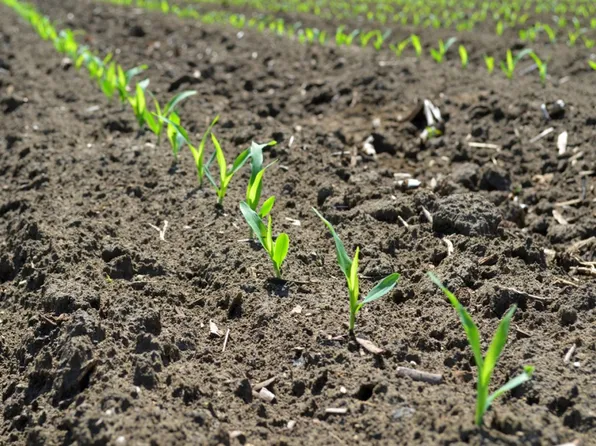 Fm 1946, Bynum, TX 76631