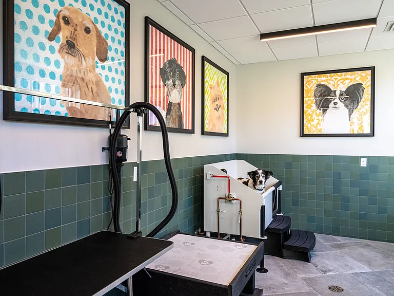 Dog Spa