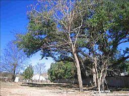 3rd image of 909 Wildwood Trl