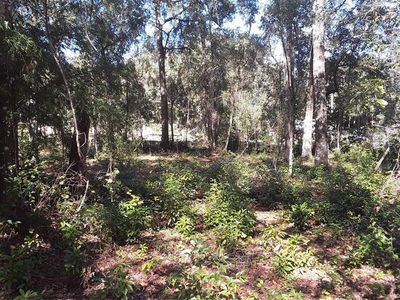 Pine Tree Ln LOT 15, Melrose, FL, 32666