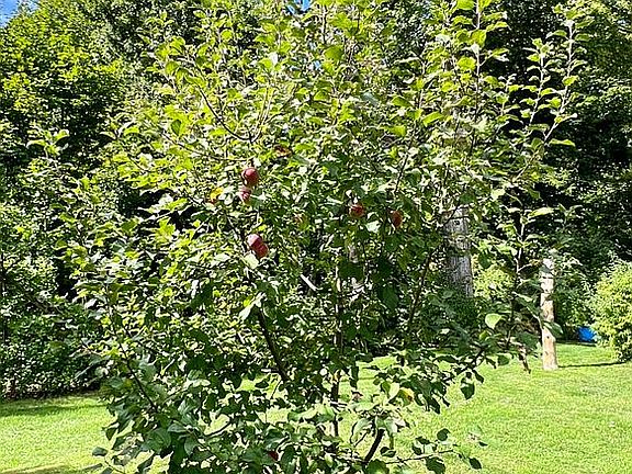 Apple Tree