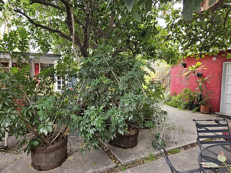 Daisy Ave — Photo 36