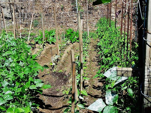 Vegetable Garden