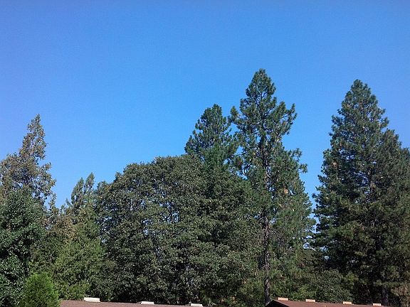 pines surround area