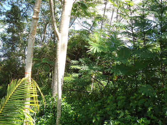4th image of Anthurium Dr Lot 15