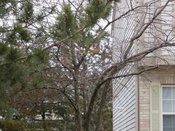 2nd image of 1404 W Split Oak Cir