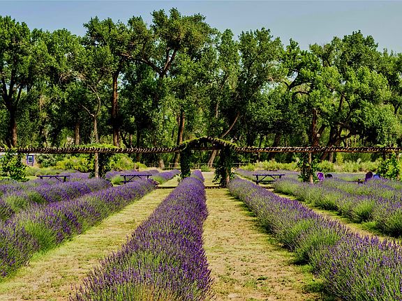 2nd image of Purple Adobe Lavender Farm 25 Private Drive 1622