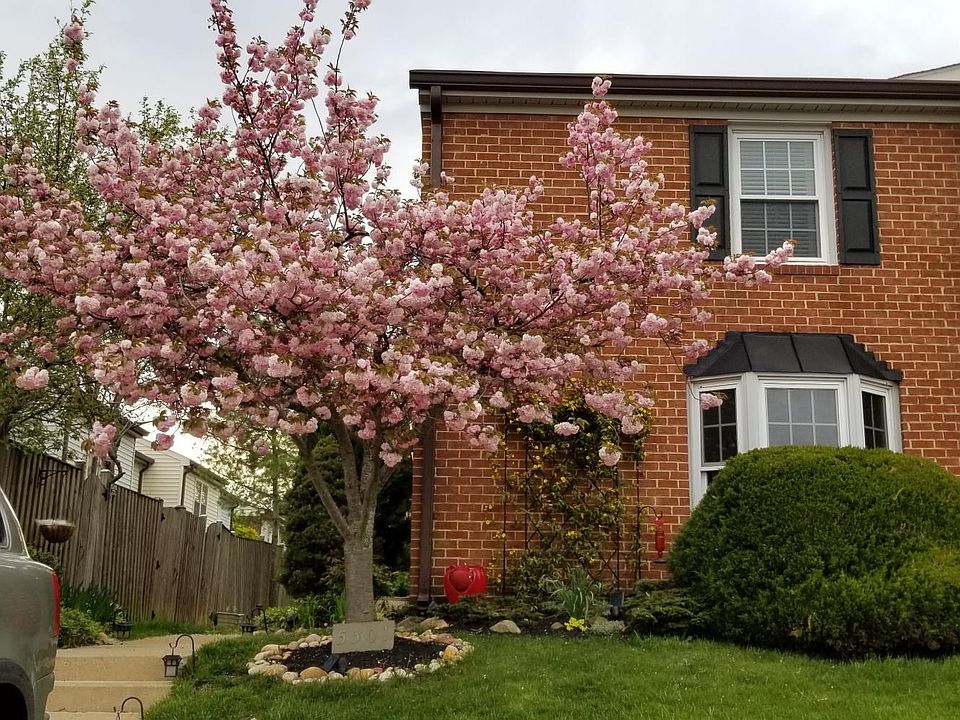 Front of home in spring, cherry blossom tree out front, jasmine trellis