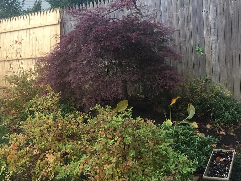 Backyard garden