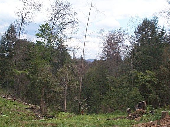 View above spring