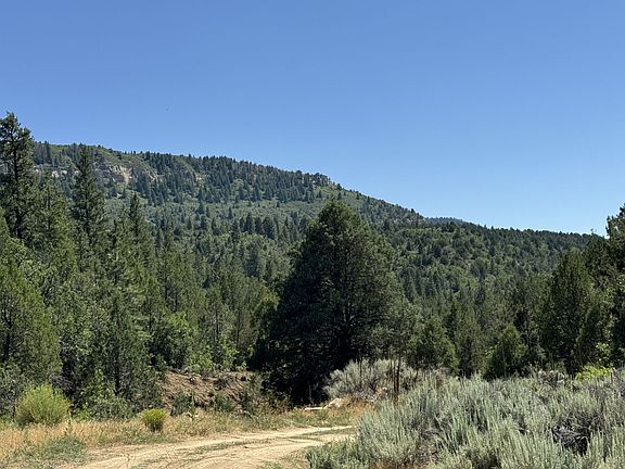 5th image of Cougar Cyn