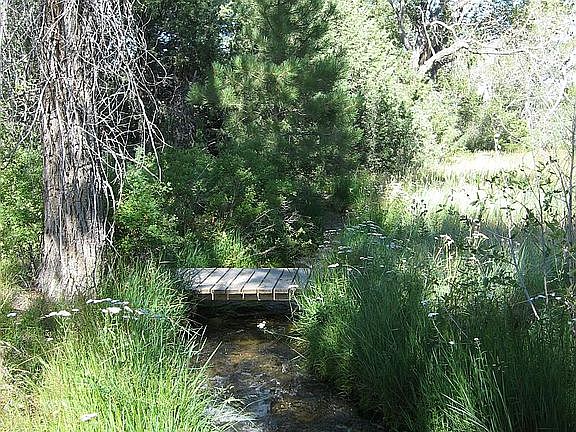 Stream in backyard