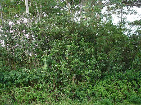 1st image of Pikake Dr