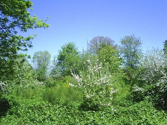 Back to Green space-trees very private