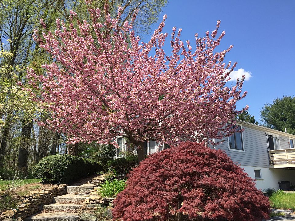 Spring Cherry Tree blooming