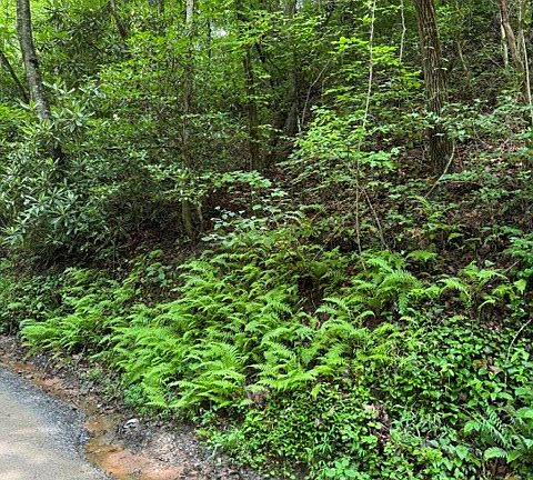 5th image of 2 Kells Ridge Dr