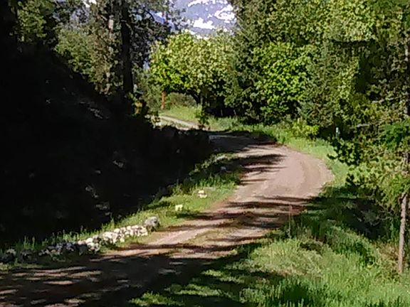 Cabinet Mtns from driveway