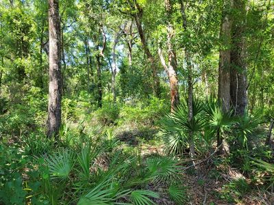 8391 NW 172nd Ln, Fanning Springs, FL, 32693