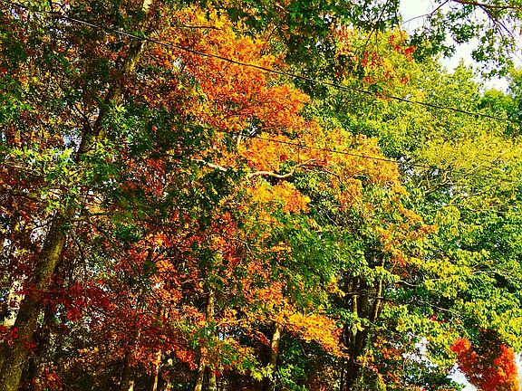Warm fall colors line drive
