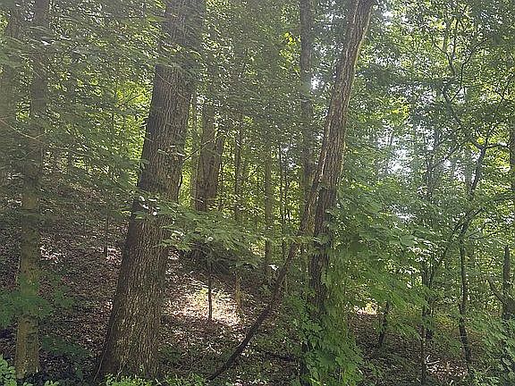 2nd image of Pocahontas Cir