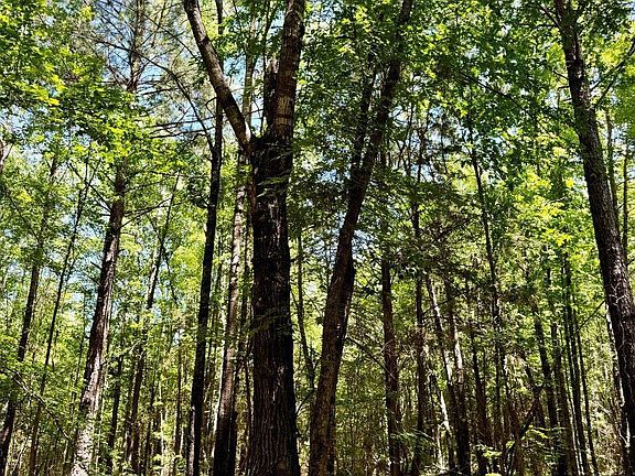 3rd image of County Road 4335